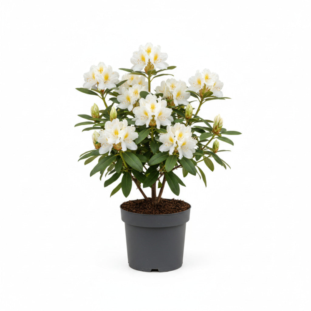 Rhododendron – Rhododendron luteum &