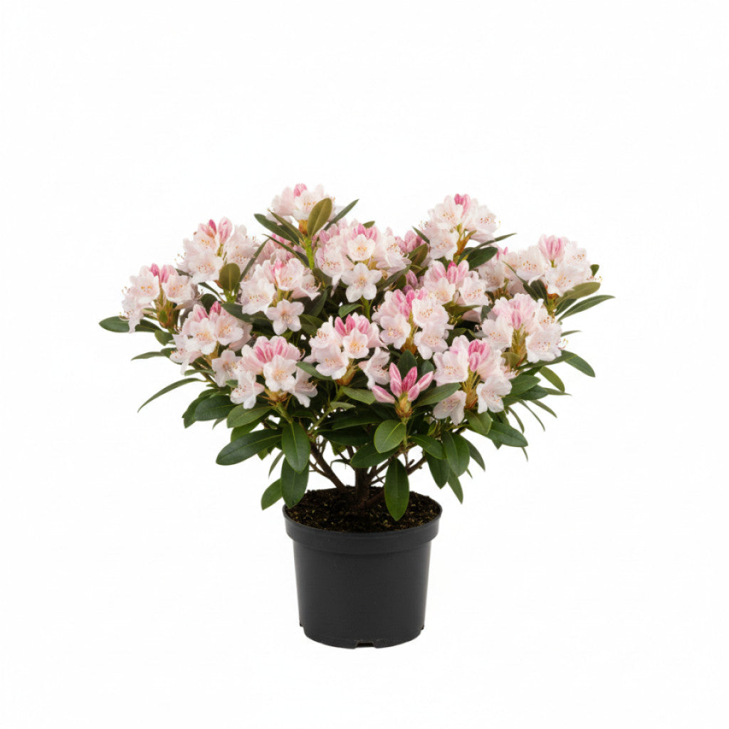 Rhododendron – Rhododendron luteum &