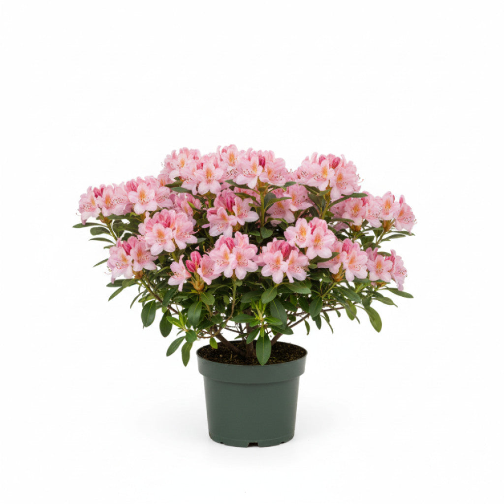 Rhododendron – Rhododendron luteum &