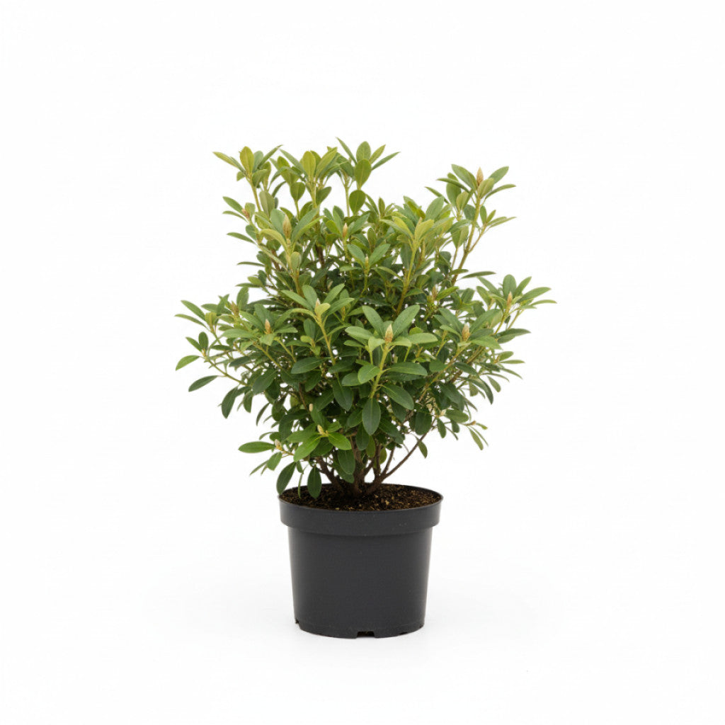 Rhododendron – Rhododendron luteum &