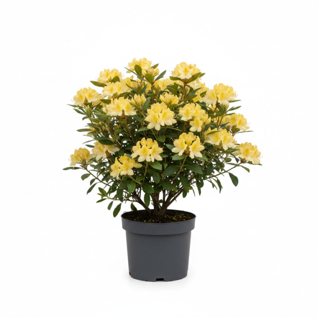 Rhododendron – Rhododendron luteum &