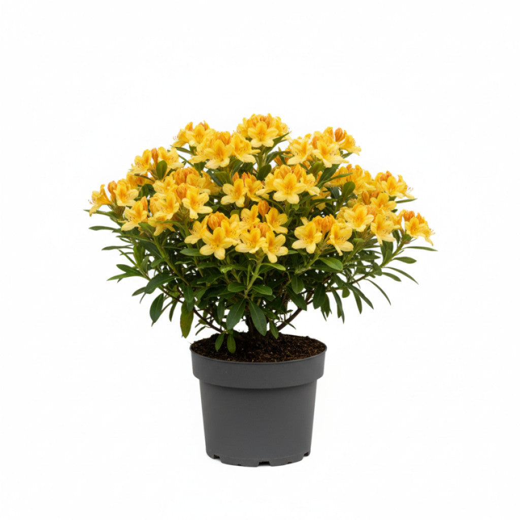 Rhododendron – Rhododendron luteum &