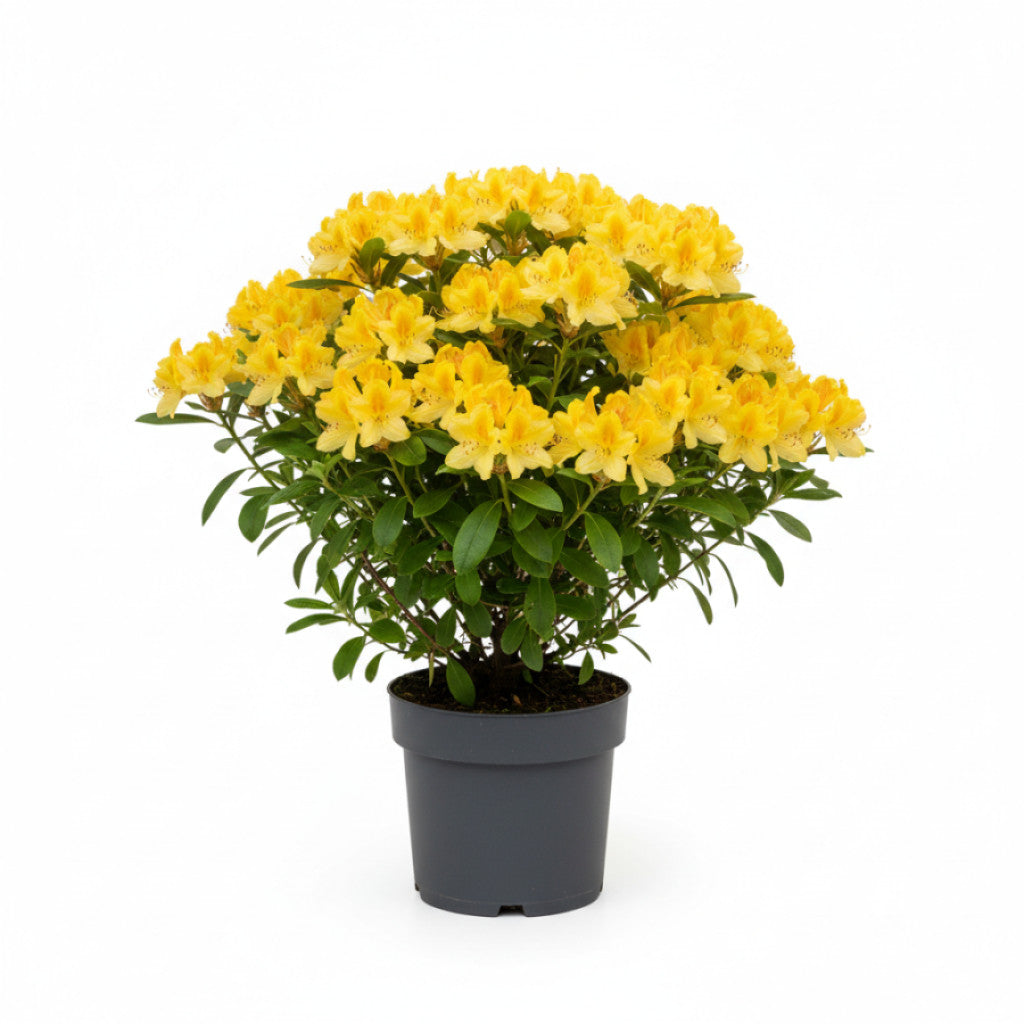 Rhododendron – Rhododendron luteum &