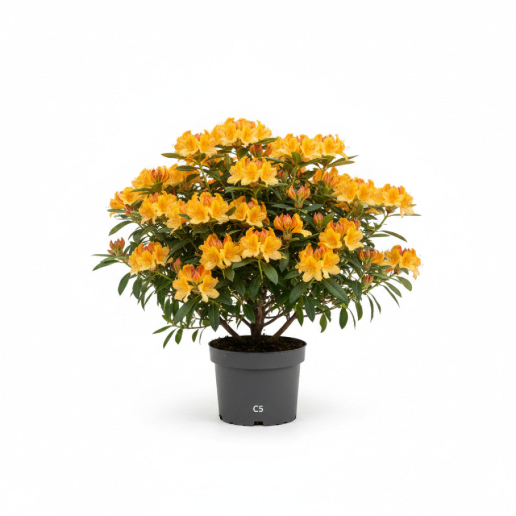 Rhododendron – Rhododendron luteum &