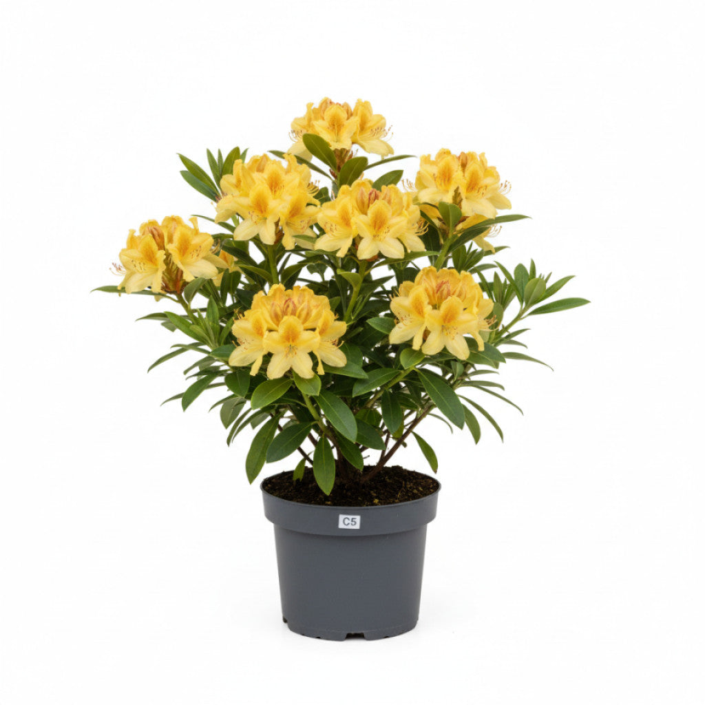 Rhododendron – Rhododendron luteum &
