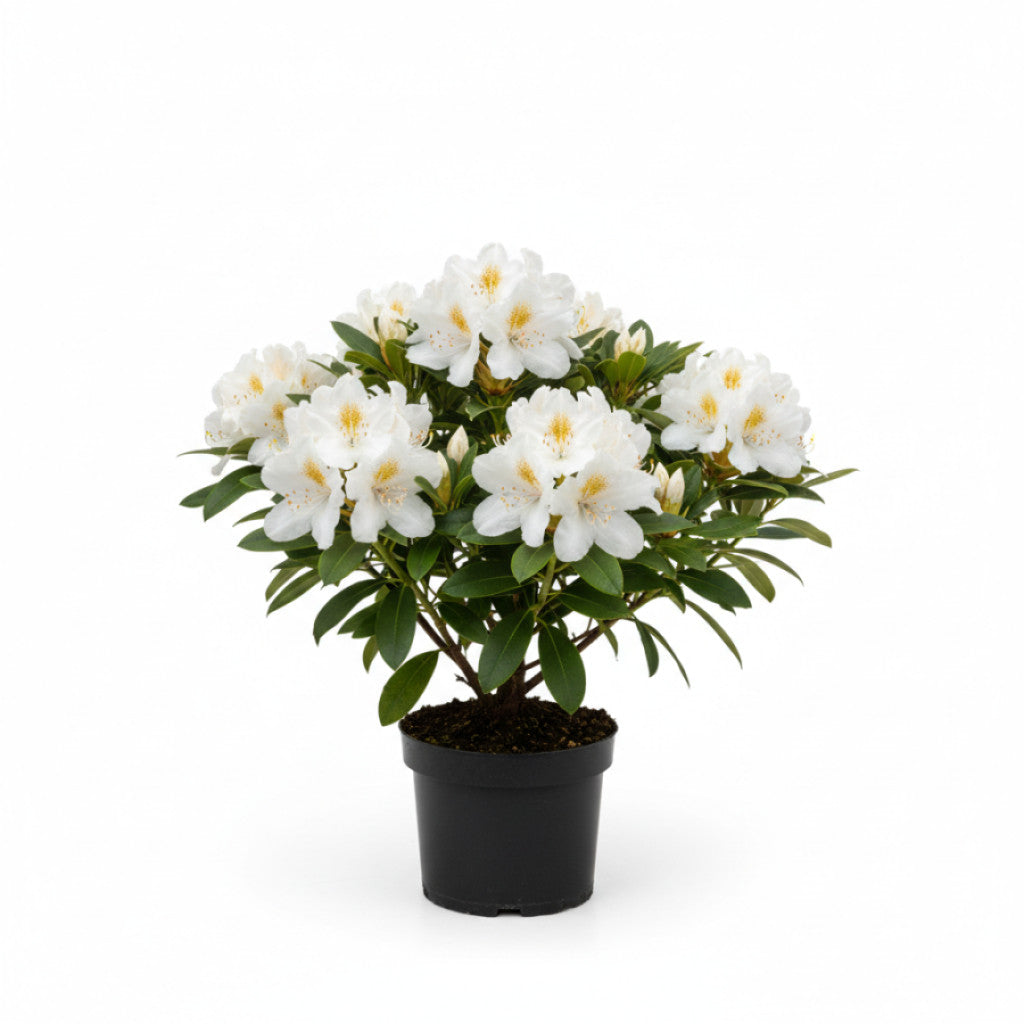 Rhododendron – Rhododendron &