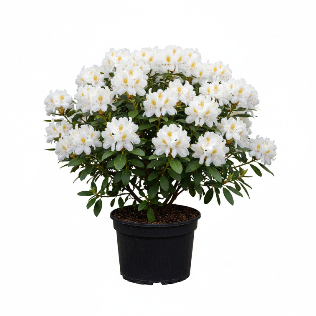 Rhododendron – Rhododendron &