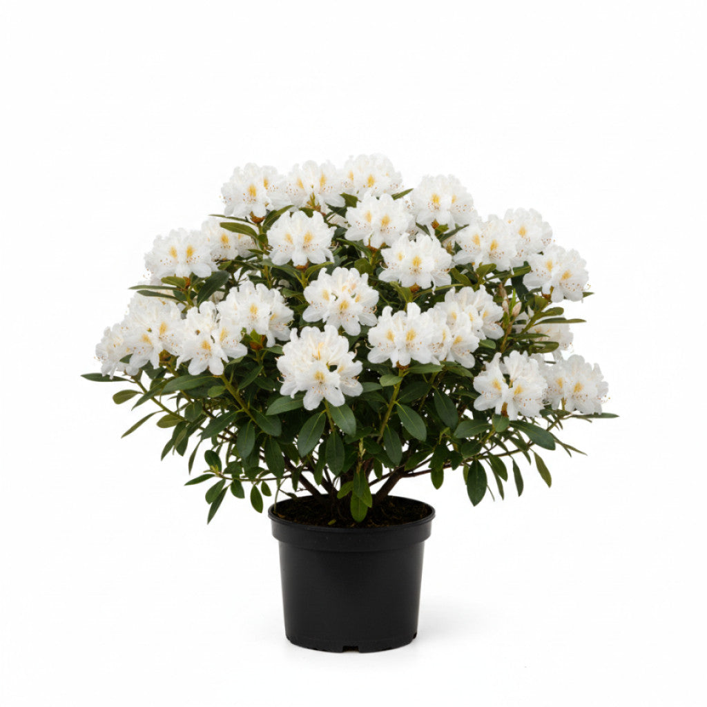 Rhododendron – Rhododendron &