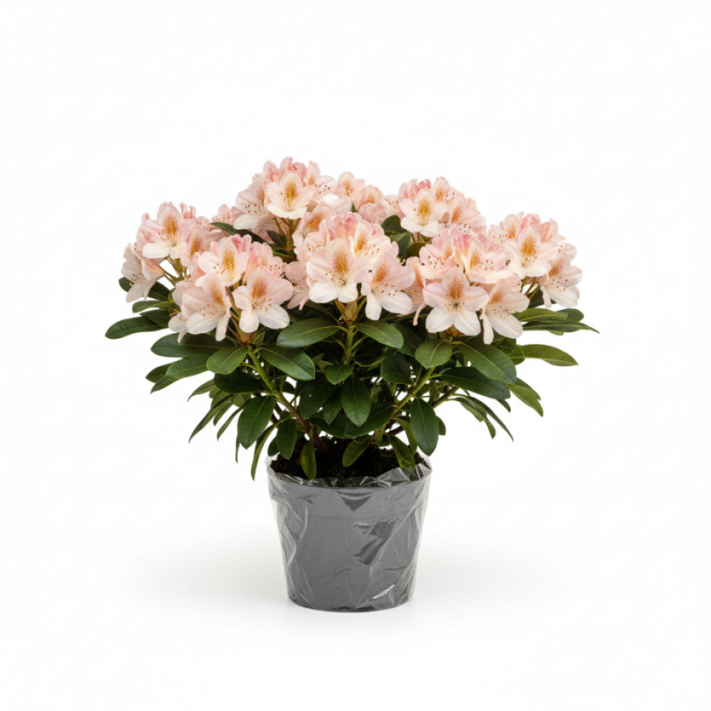 Rhododendron – Rhododendron (AJ); &