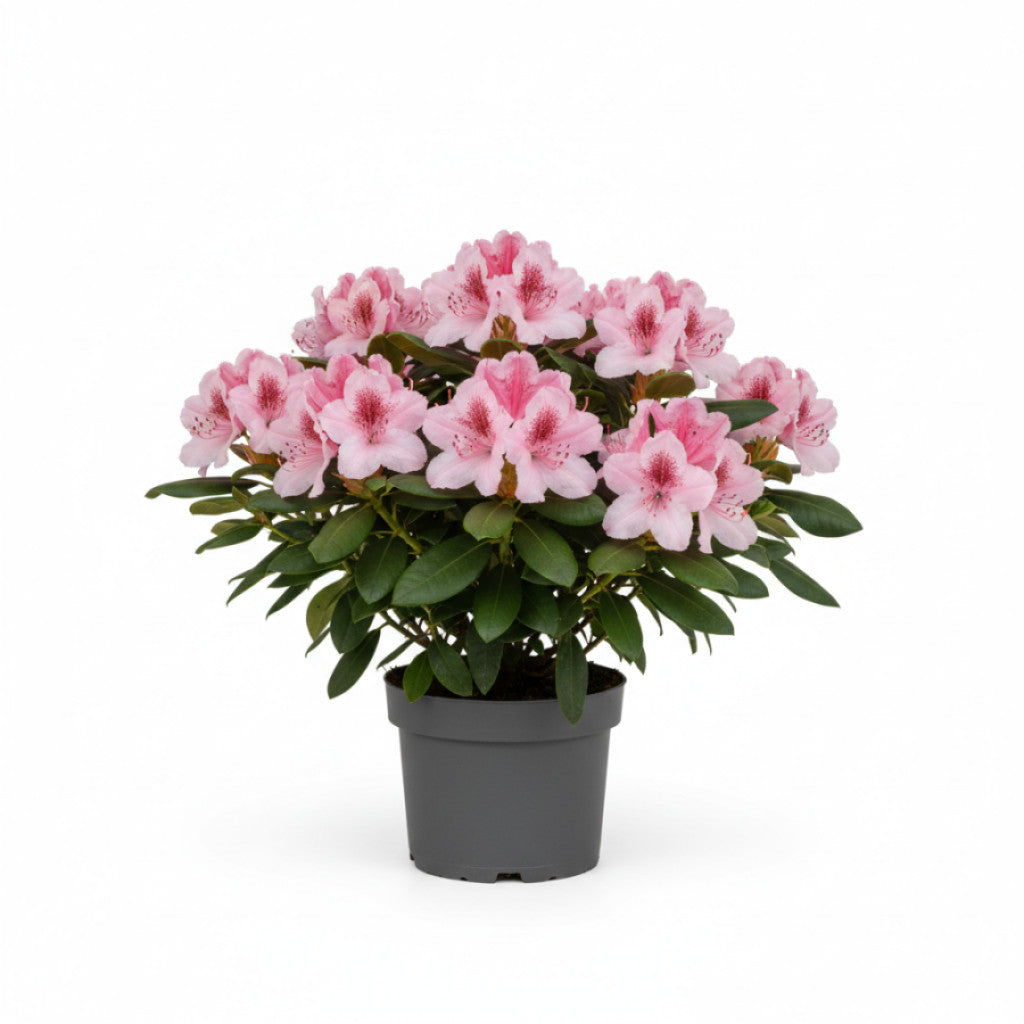 Rhododendron – Rhododendron (AJ); &