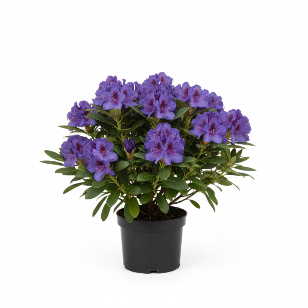 Rhododendron – Rhododendron (P); &