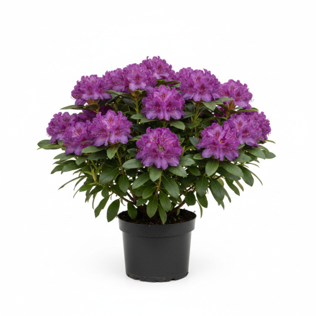 Rhododendron – Rhododendron (P); &