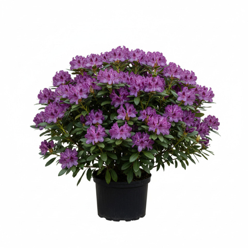 Rhododendron – Rhododendron (P); &