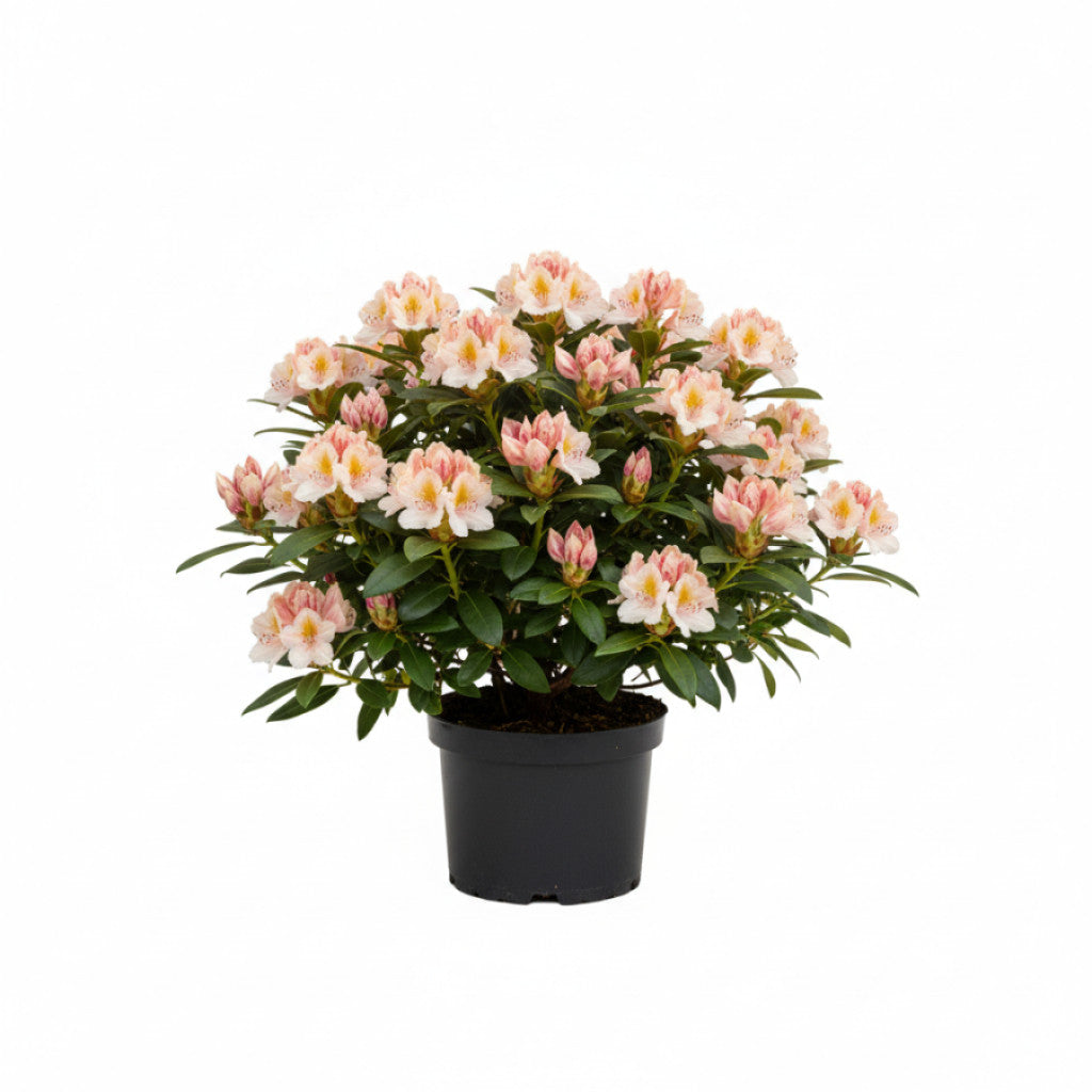 Rhododendron – Rhododendron (Y); &