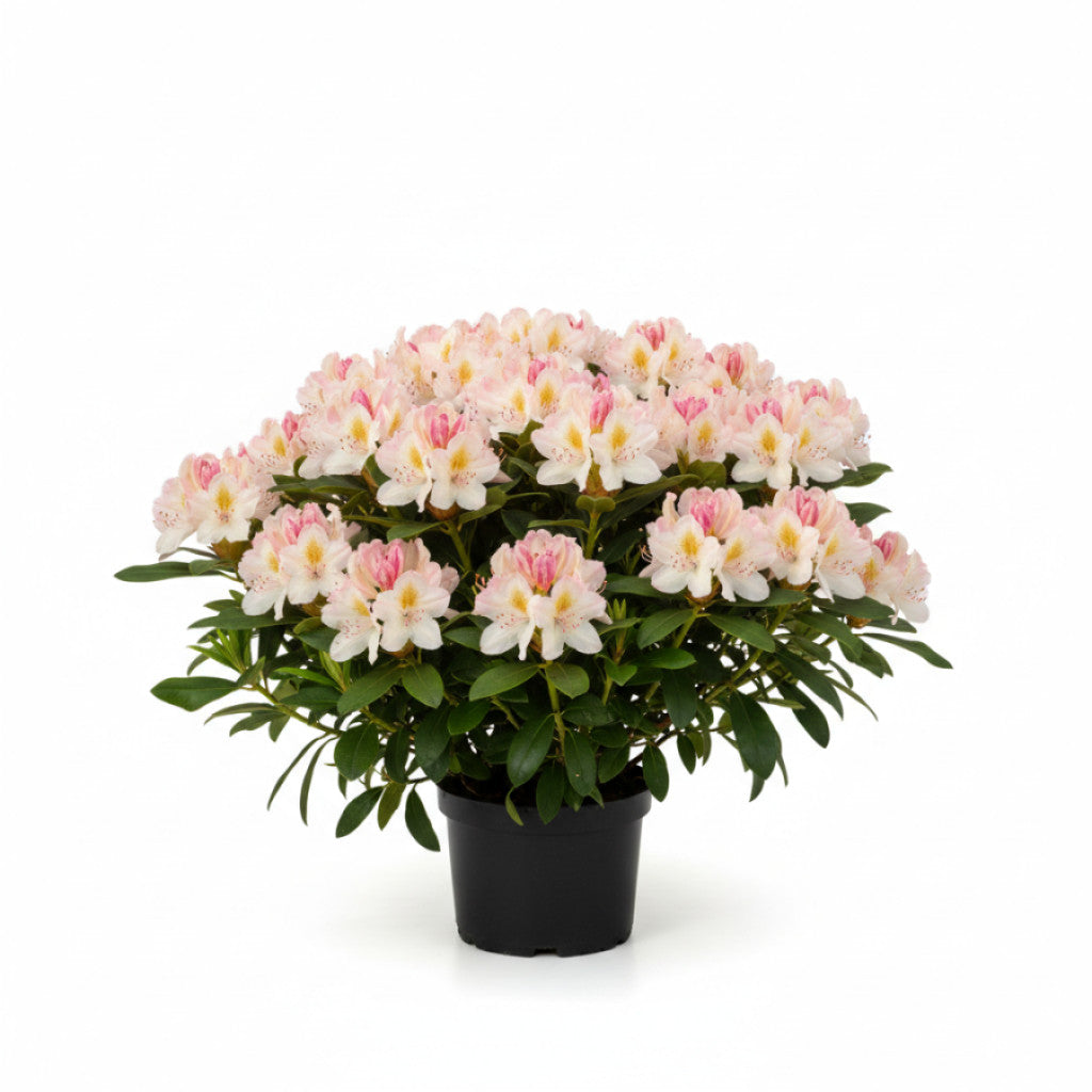 Rhododendron – Rhododendron (Y); &