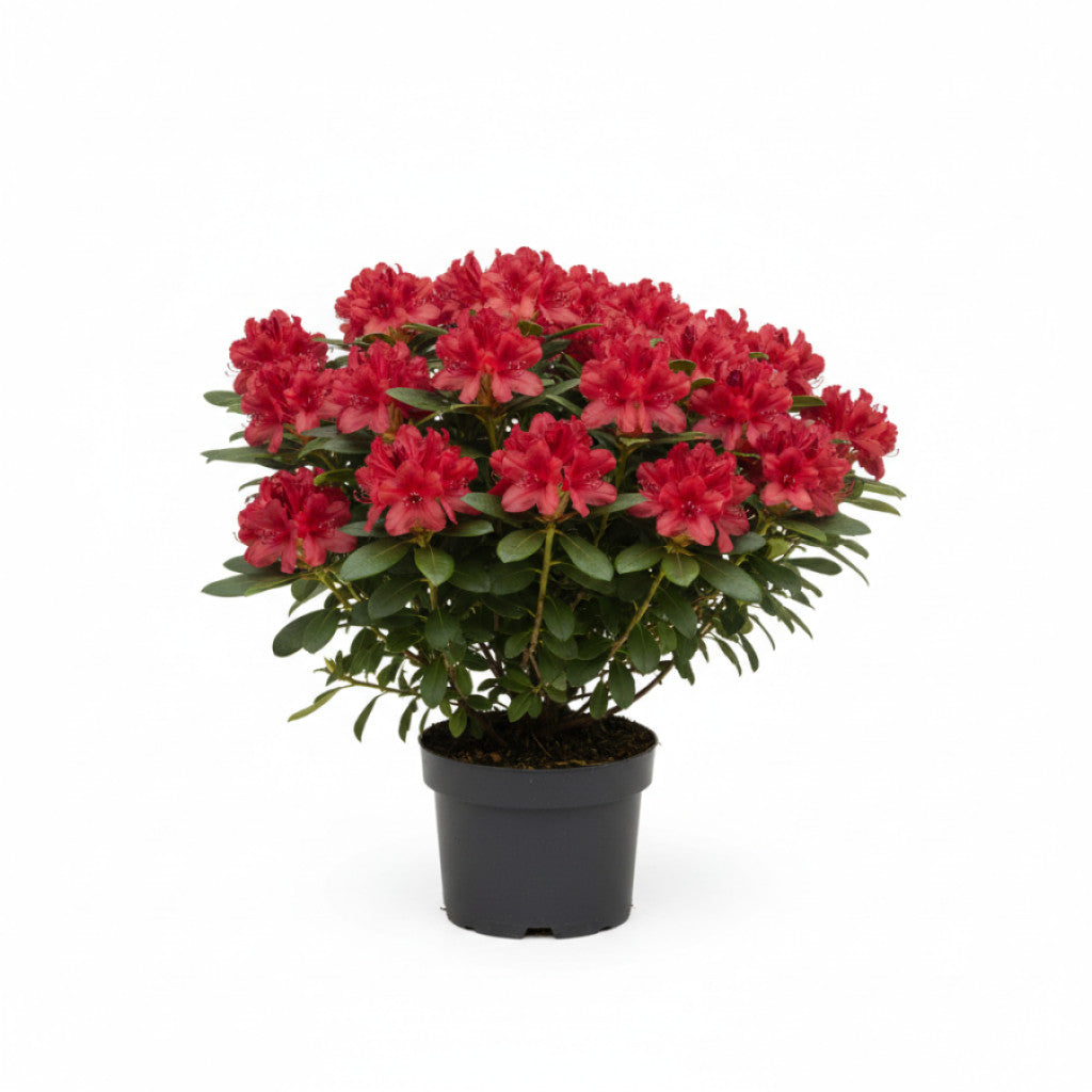 Rhododendron – Rhododendron (AZ); &