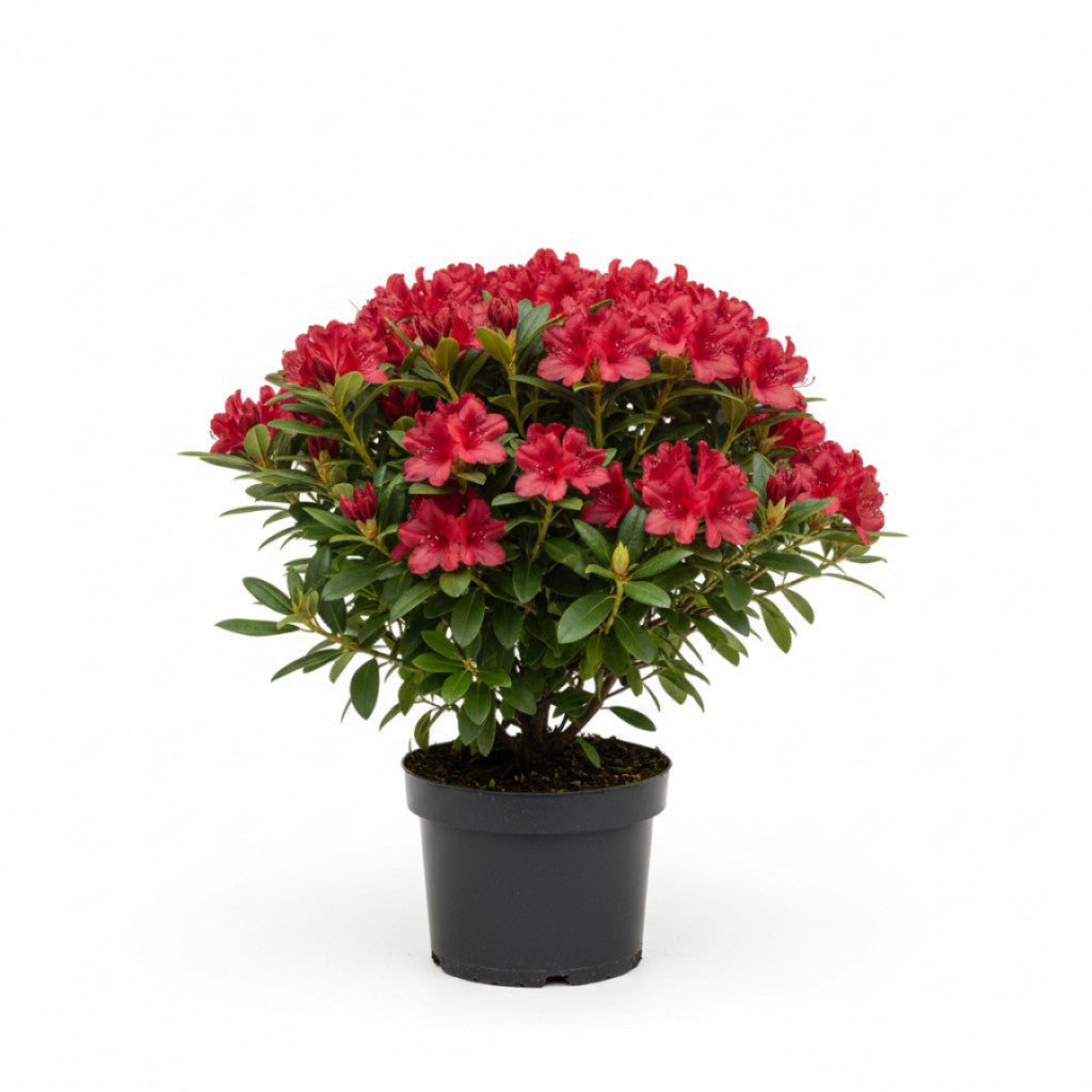 Rhododendron – Rhododendron (AZ); &