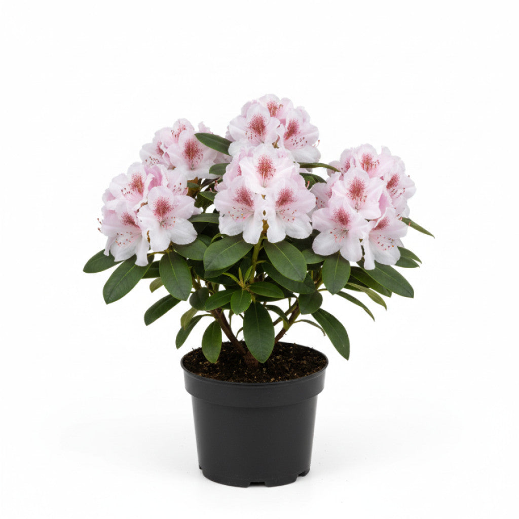 Rhododendron – Rhododendron (AJ); &