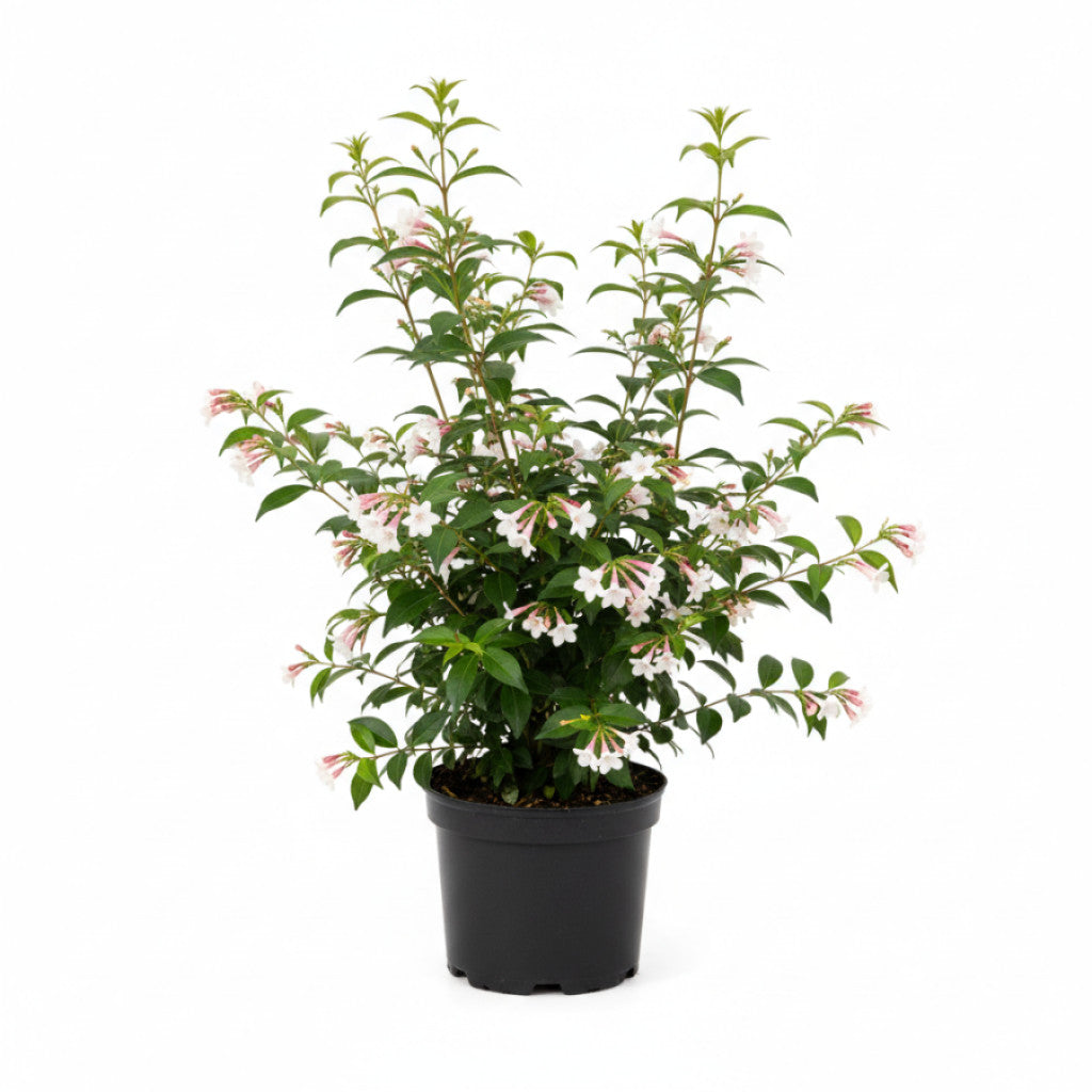 Storablia – Abelia grandiflora - C3 20-40 CM