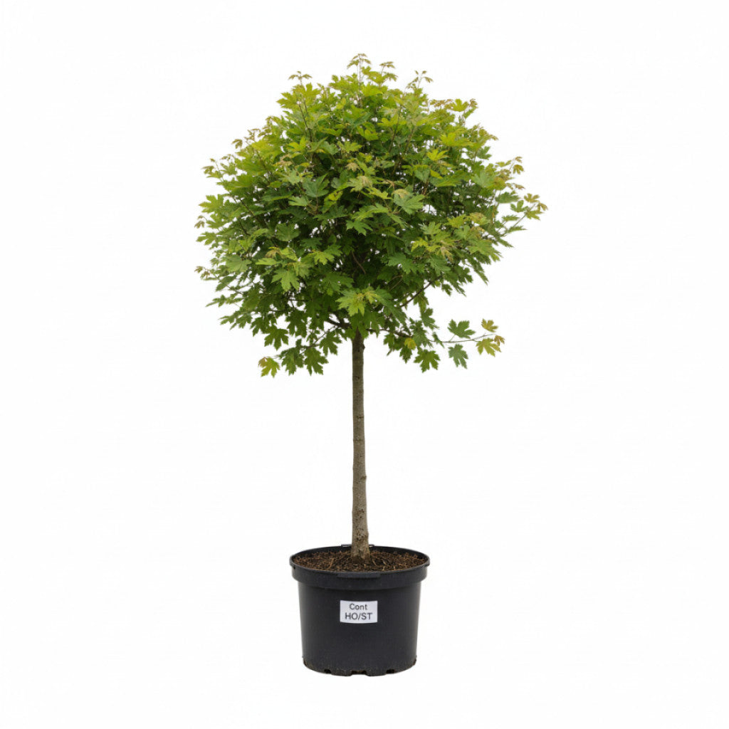 Fältlönn – Acer campestre &