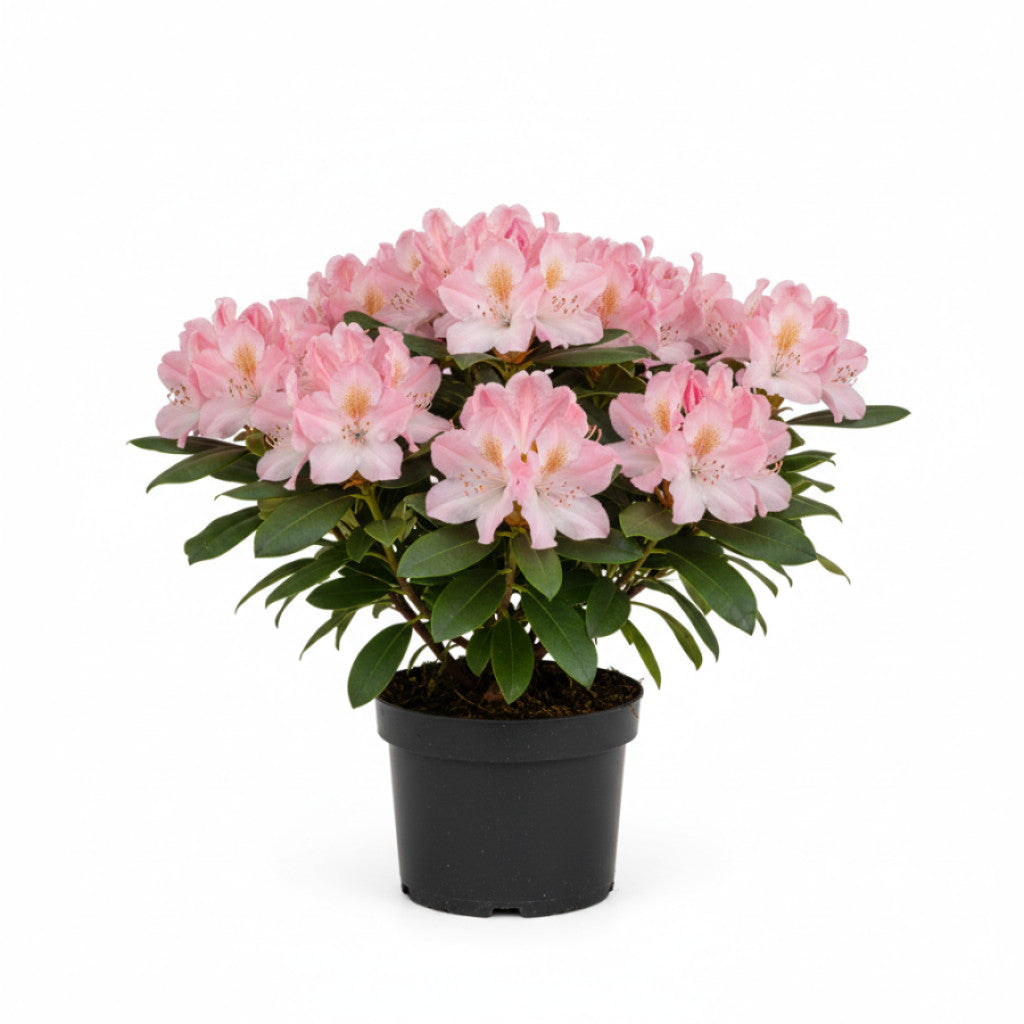 Rhododendron – Rhododendron (AJ); &