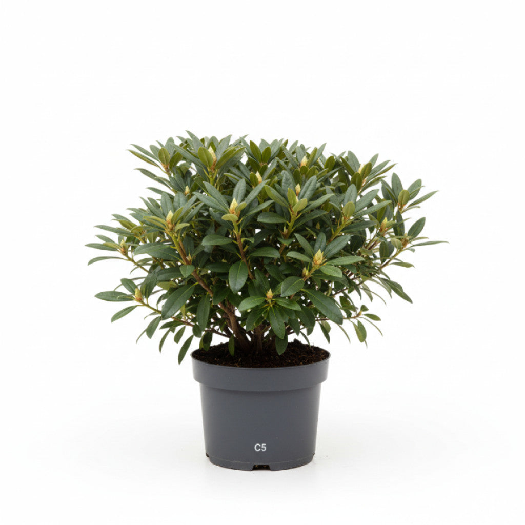 Rhododendron – Rhododendron Metallica - C5 30-40 CM