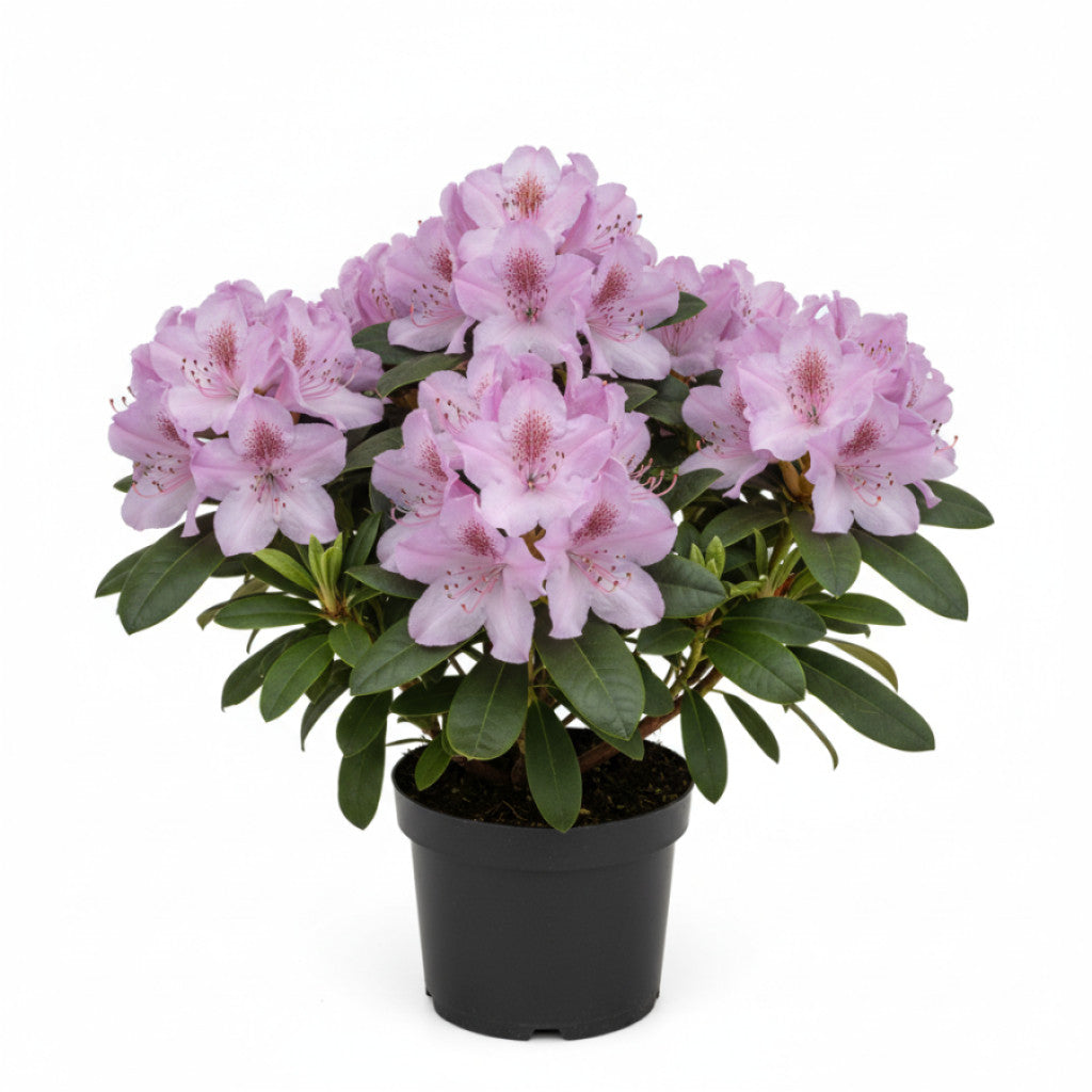 Rhododendron – Rhododendron (AJ); &