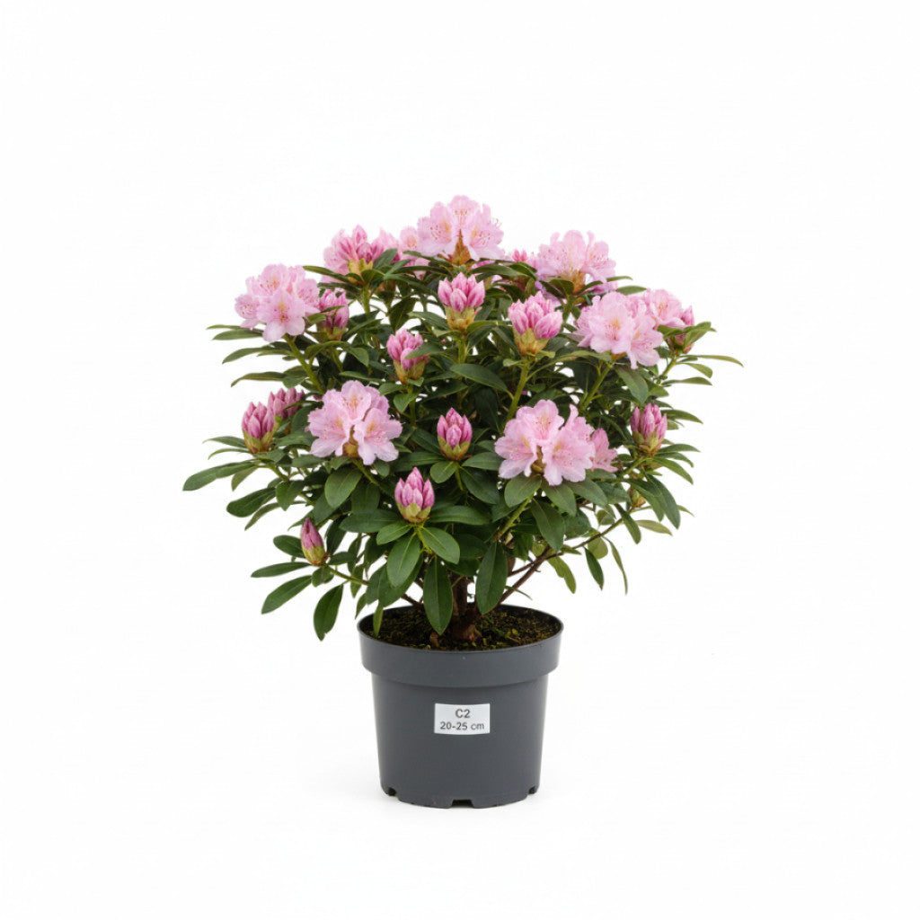Rhododendron – Rhododendron (AJ); &