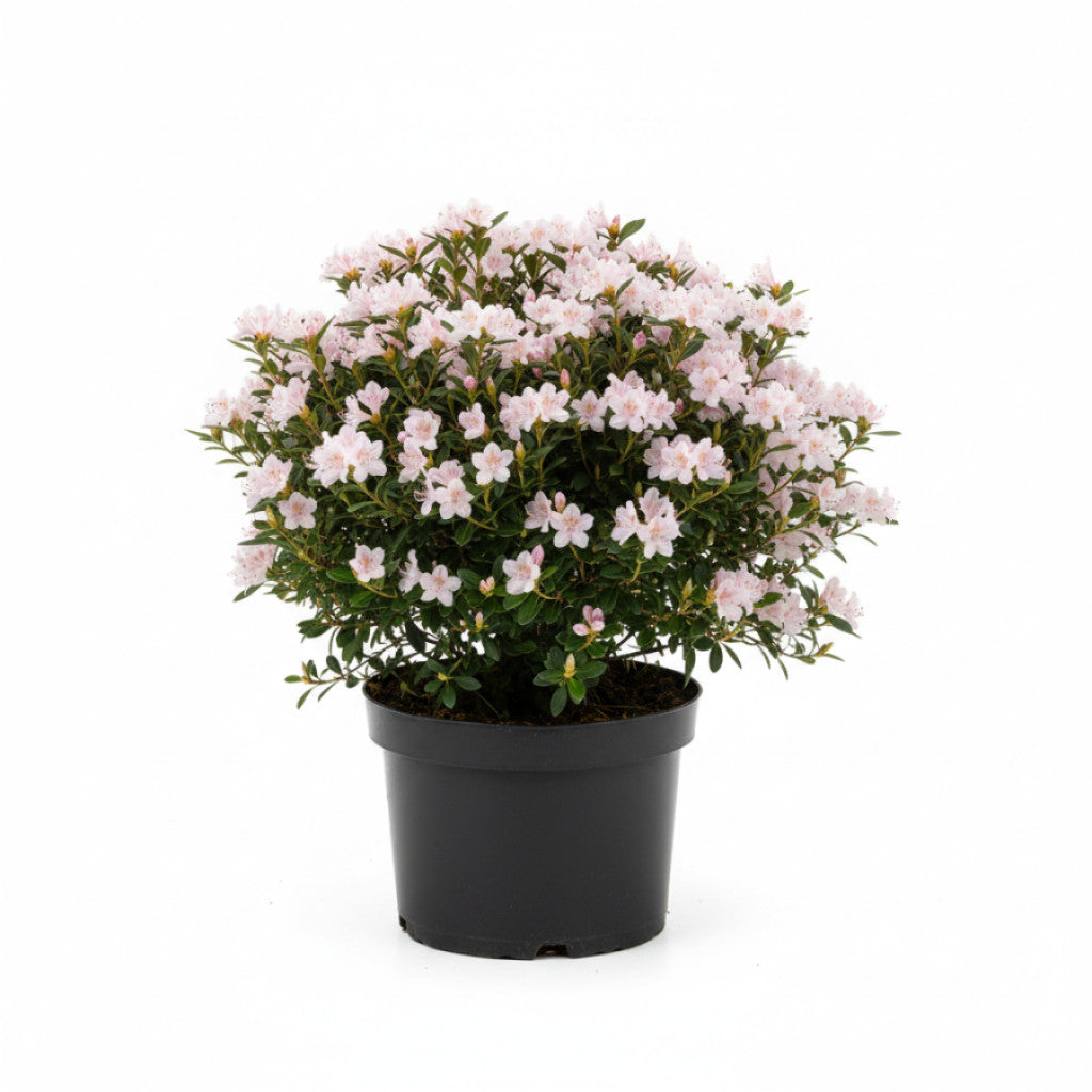 Rhododendron – Rhododendron microhirsutum &