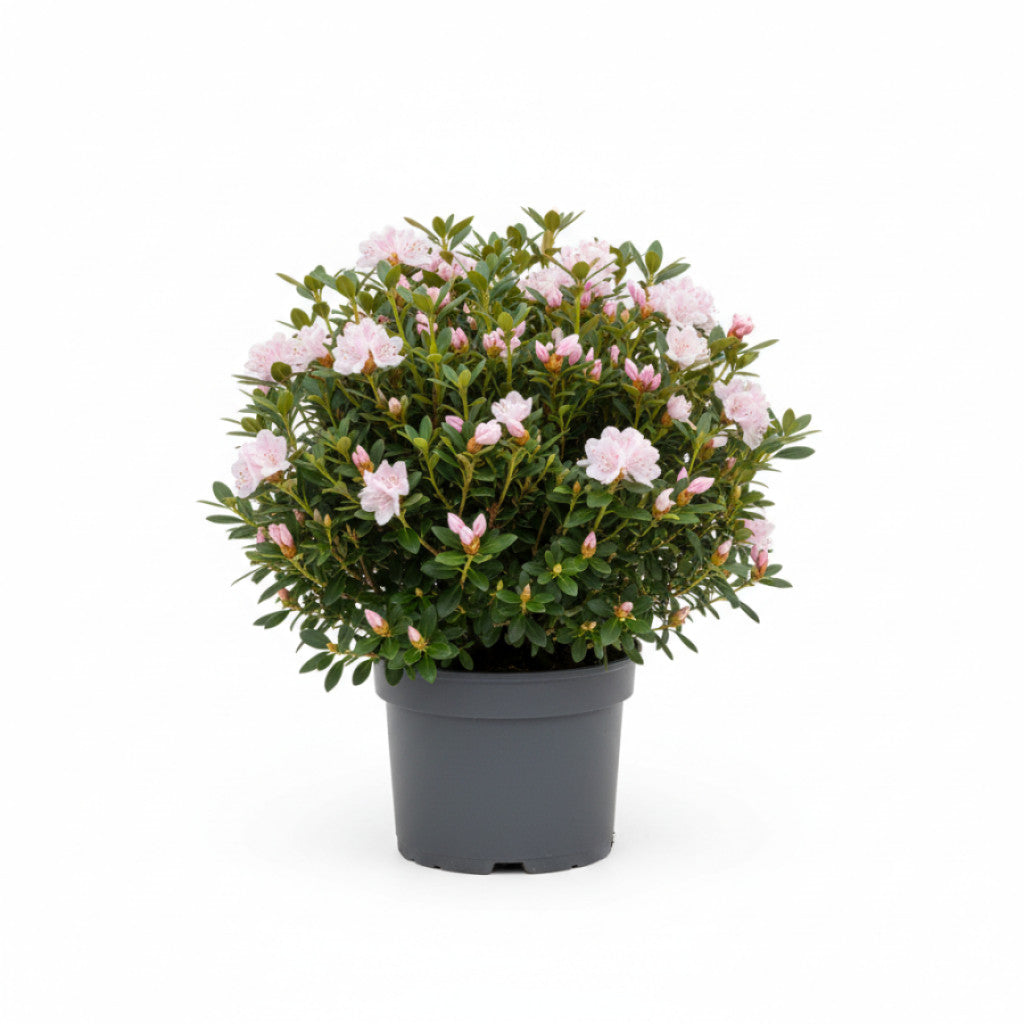 Rhododendron – Rhododendron microhirsutum &
