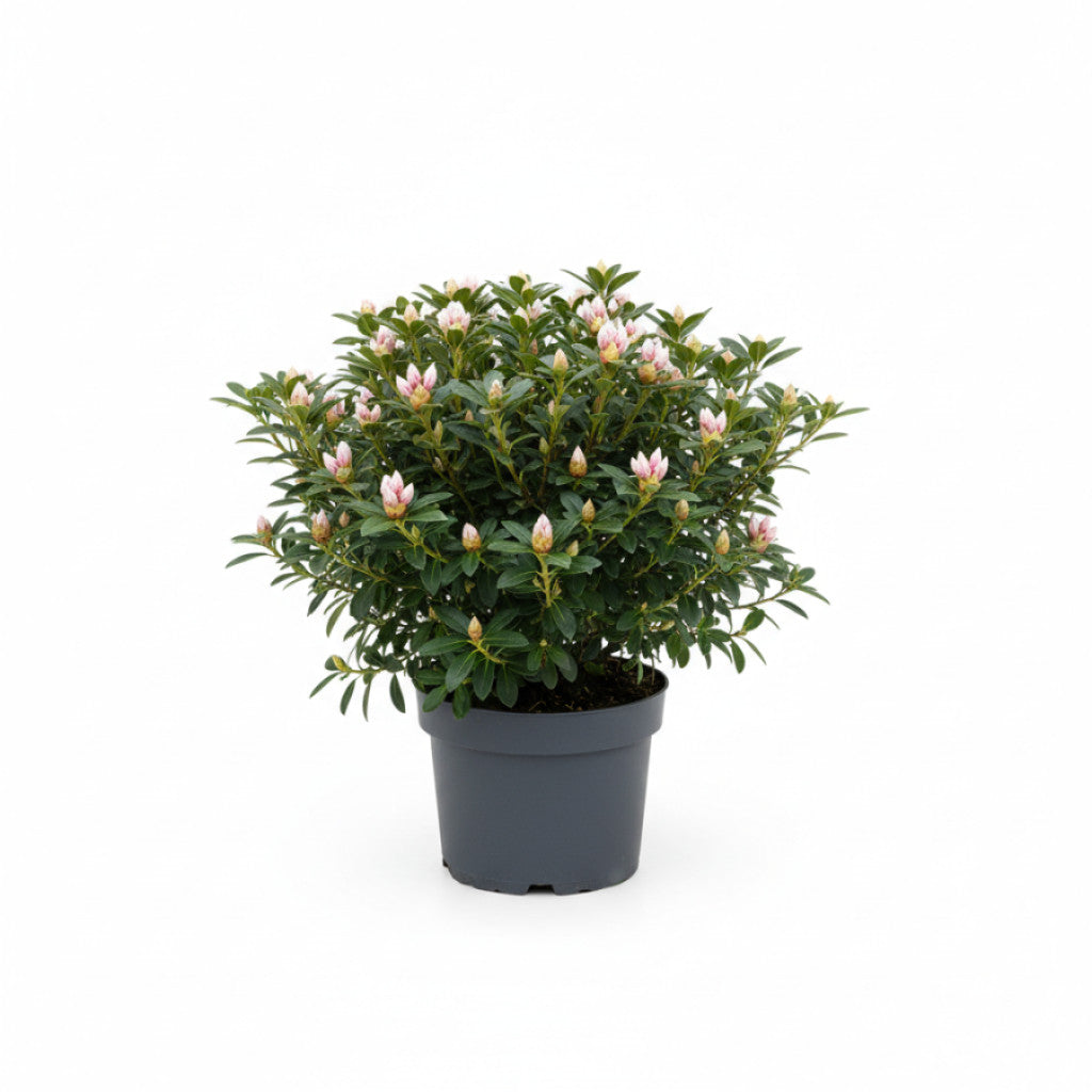 Rhododendron – Rhododendron microhirsutum &