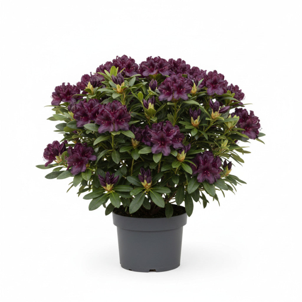 Rhododendron – Rhododendron &