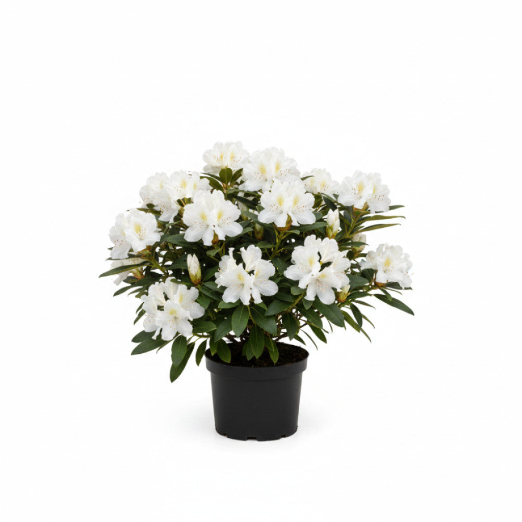 Rhododendron – Rhododendron mixtum &