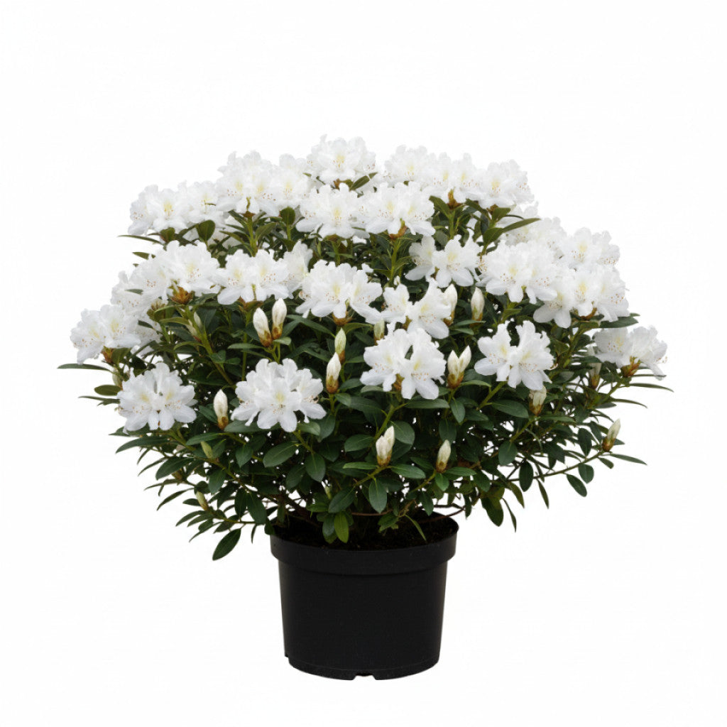 Rhododendron – Rhododendron mixtum &