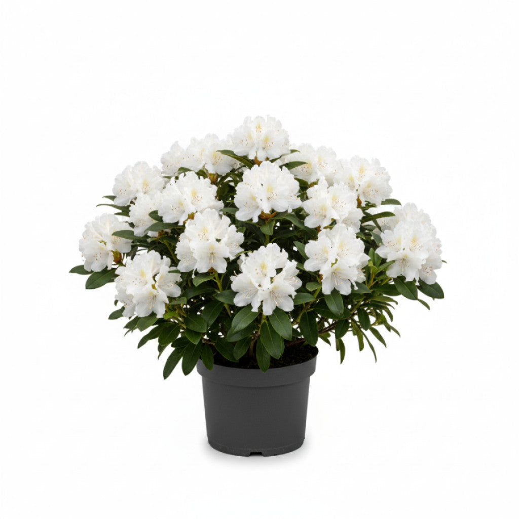 Rhododendron – Rhododendron mixtum &
