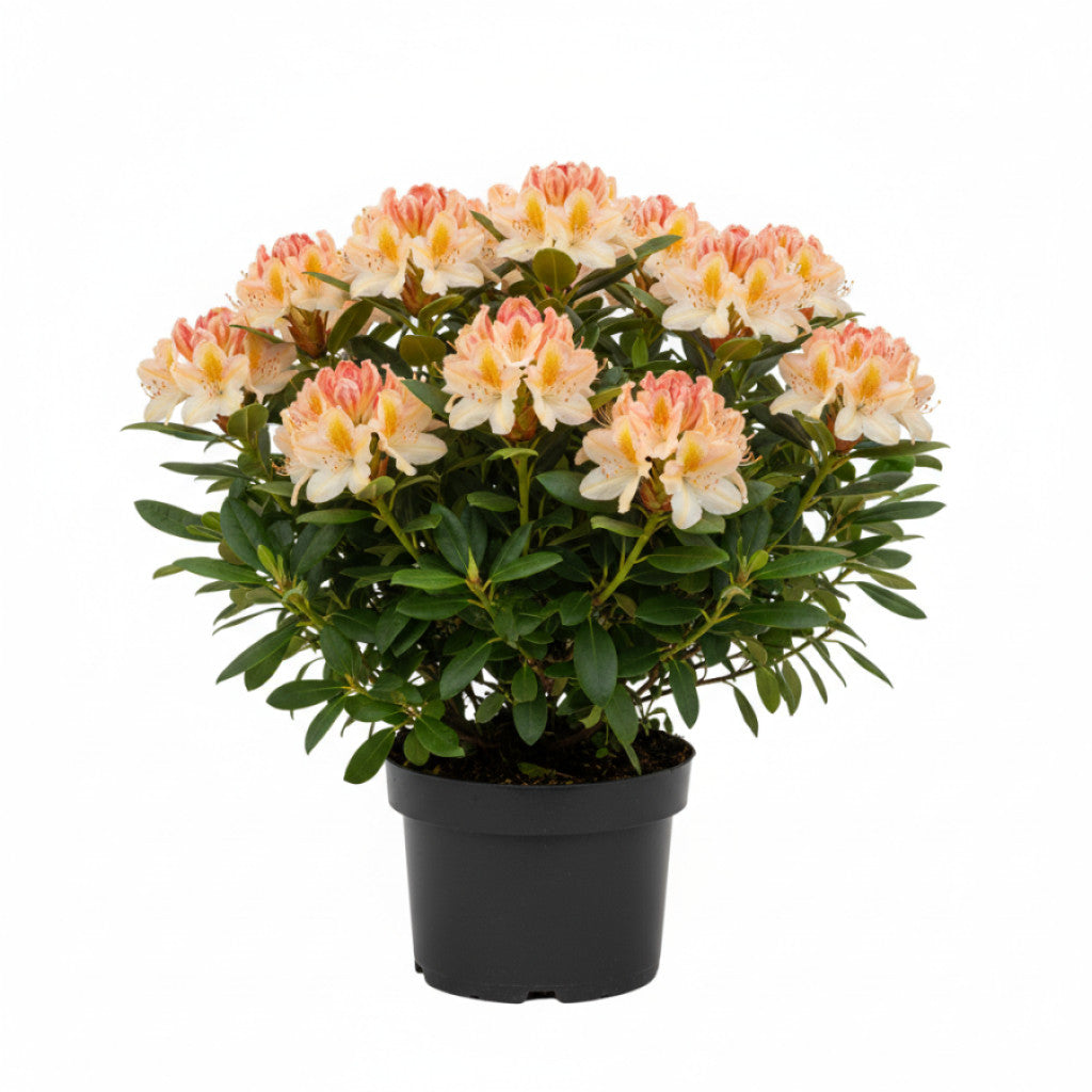 Rhododendron – Rhododendron mixtum &