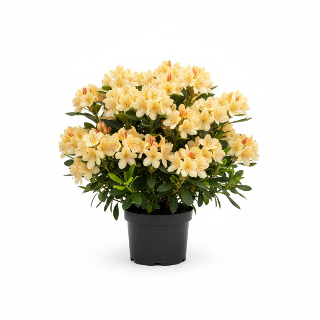 Rhododendron – Rhododendron mixtum &