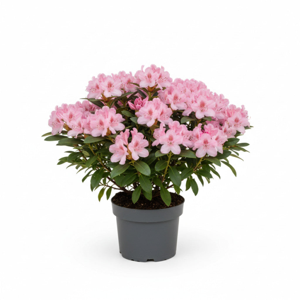 Rhododendron – Rhododendron (AJ); &