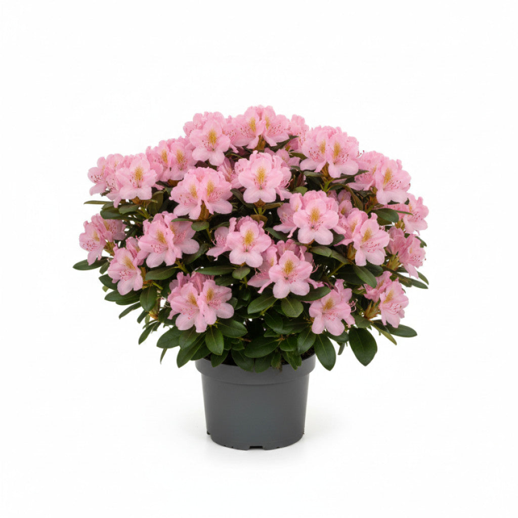 Rhododendron – Rhododendron (AJ); &