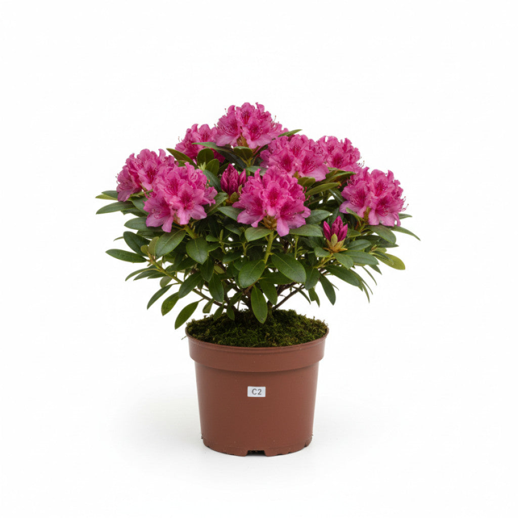 Rhododendron – Rhododendron &