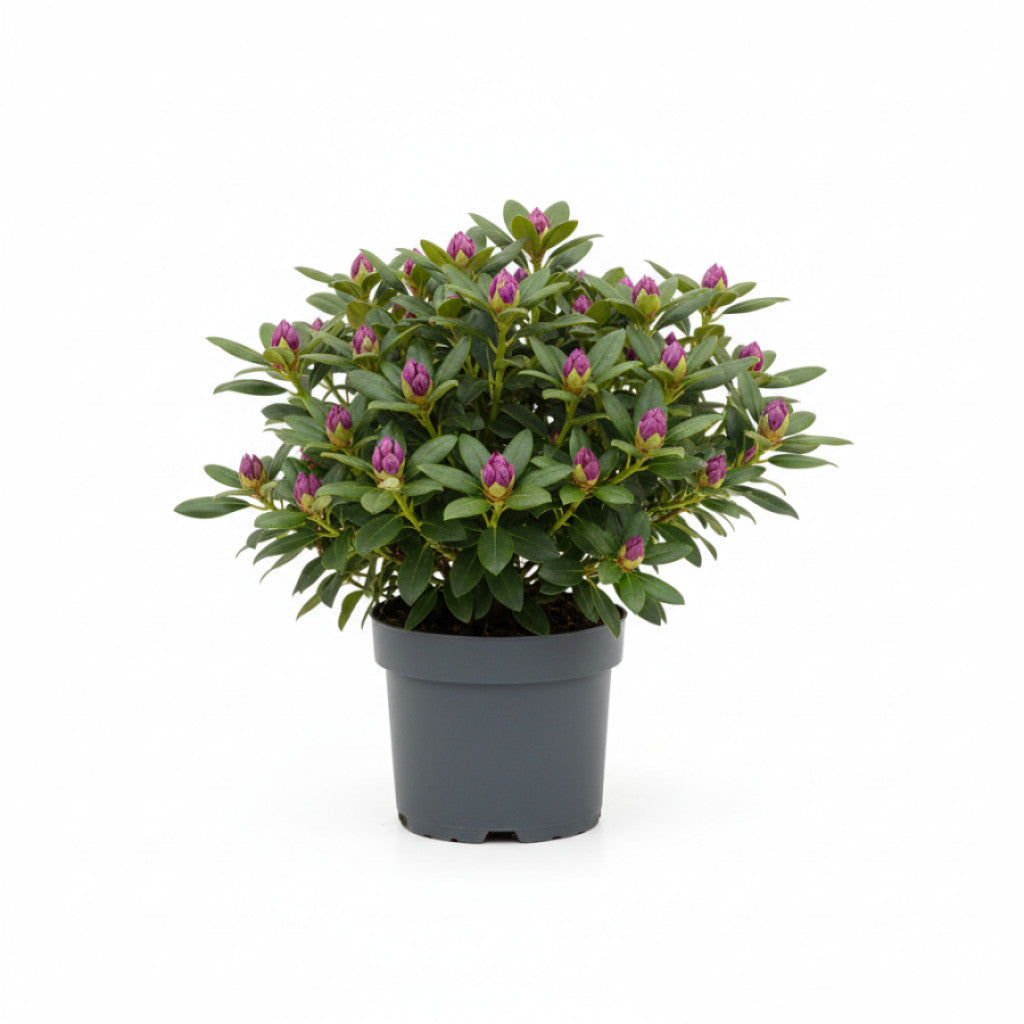 Rhododendron – Rhododendron &