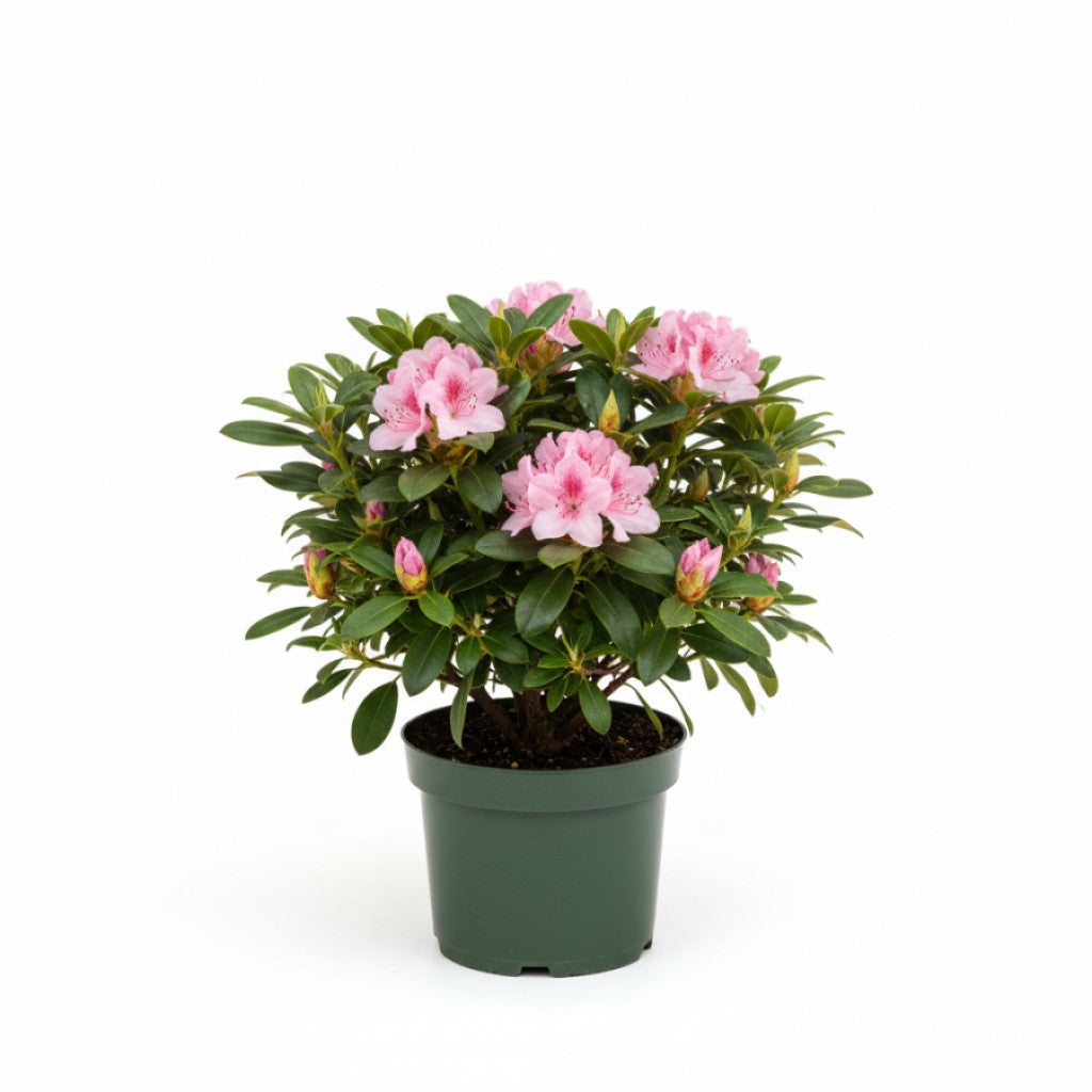 Rhododendron – Rhododendron (AJ); &