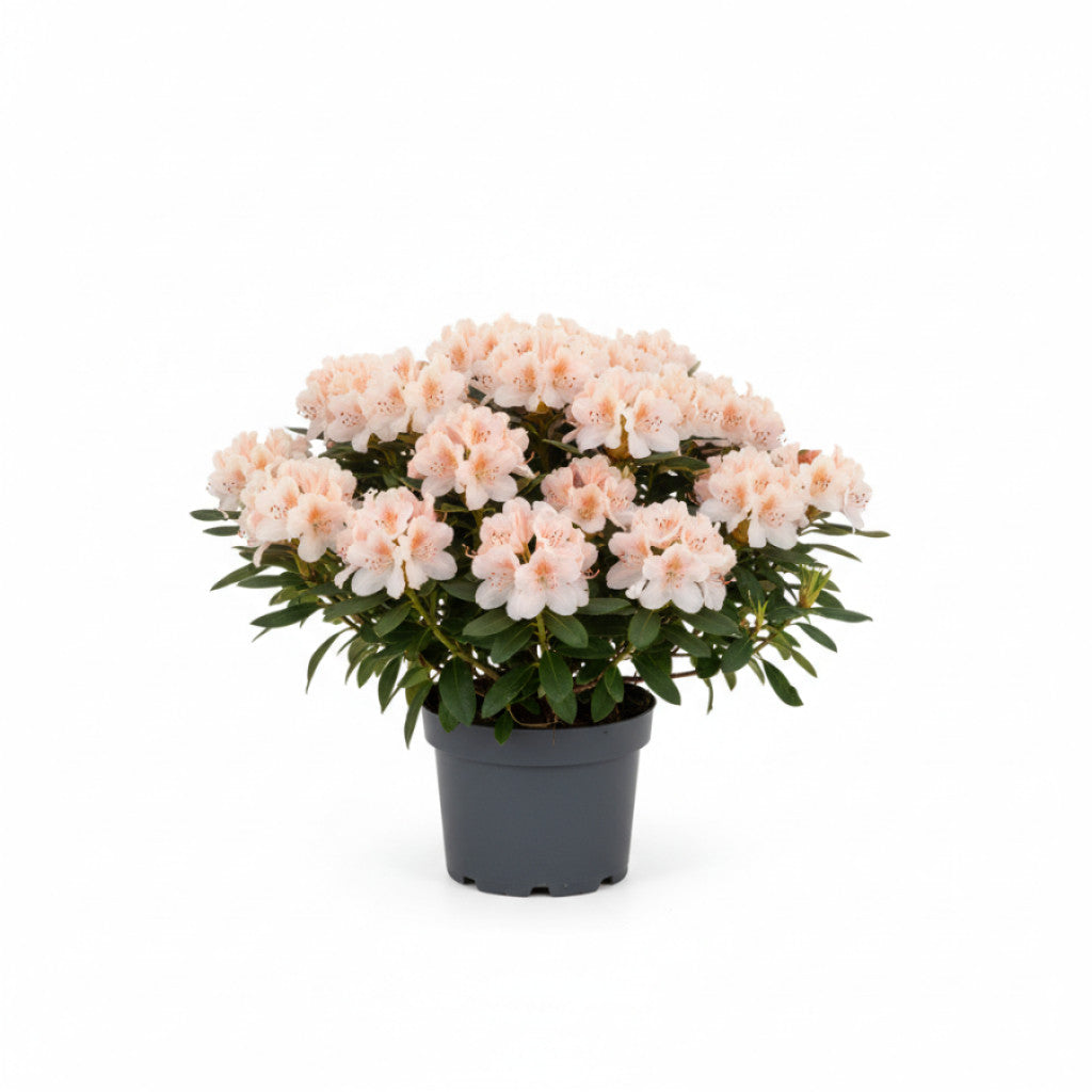 Rhododendron – Rhododendron (AJ); &