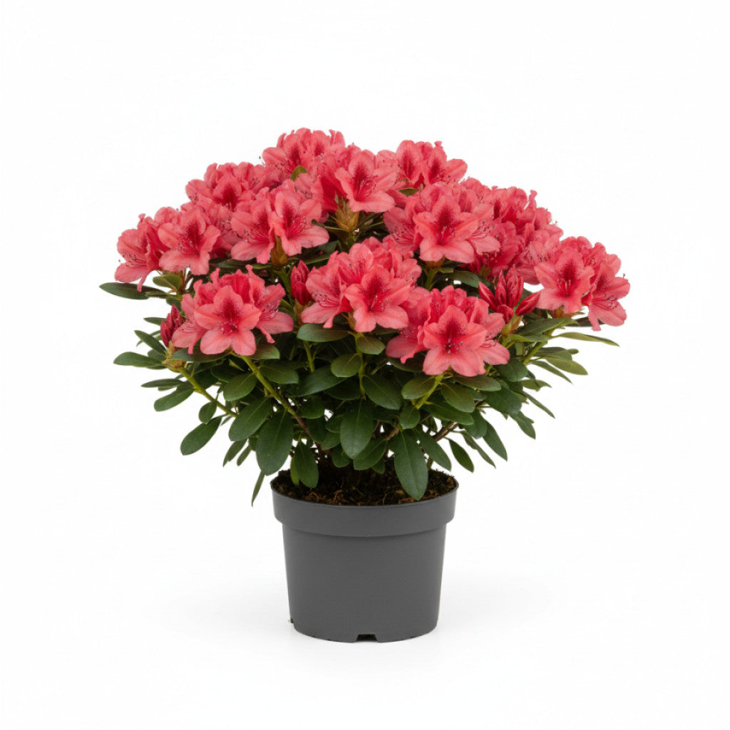 Rhododendron – Rhododendron (Y); &