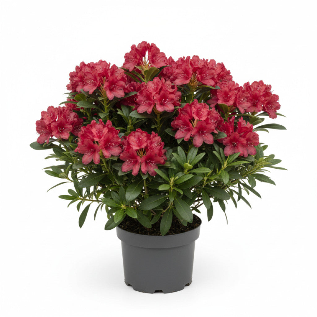 Rhododendron – Rhododendron (Y); &