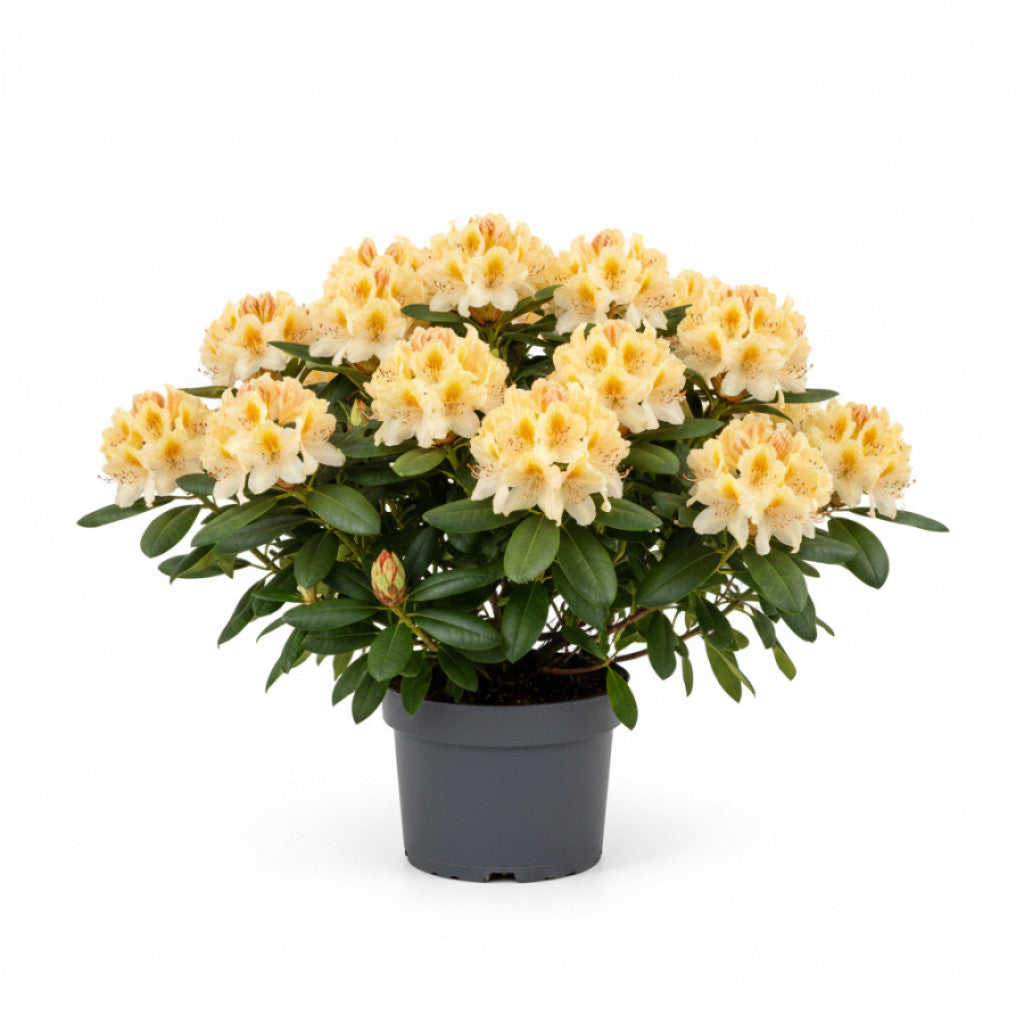 Rhododendron – Rhododendron &