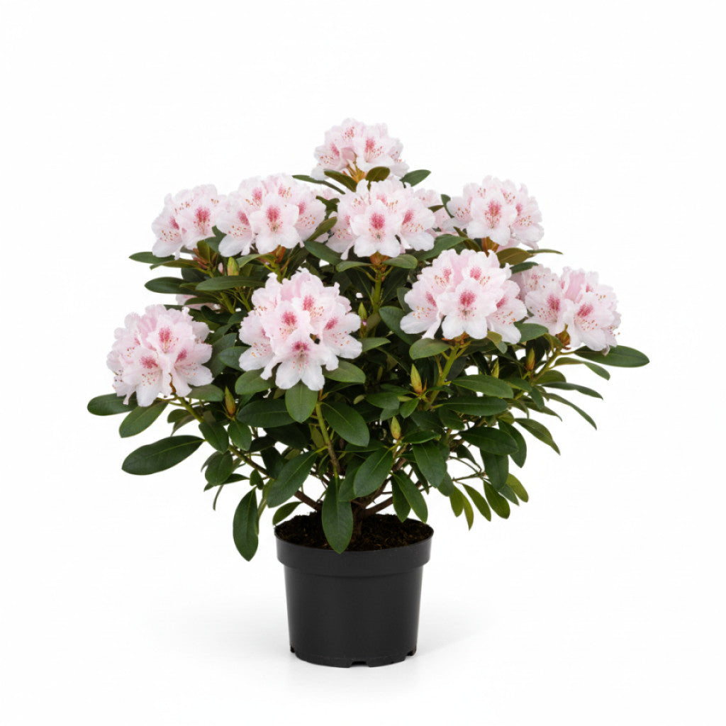 Rhododendron – Rhododendron (AR); &