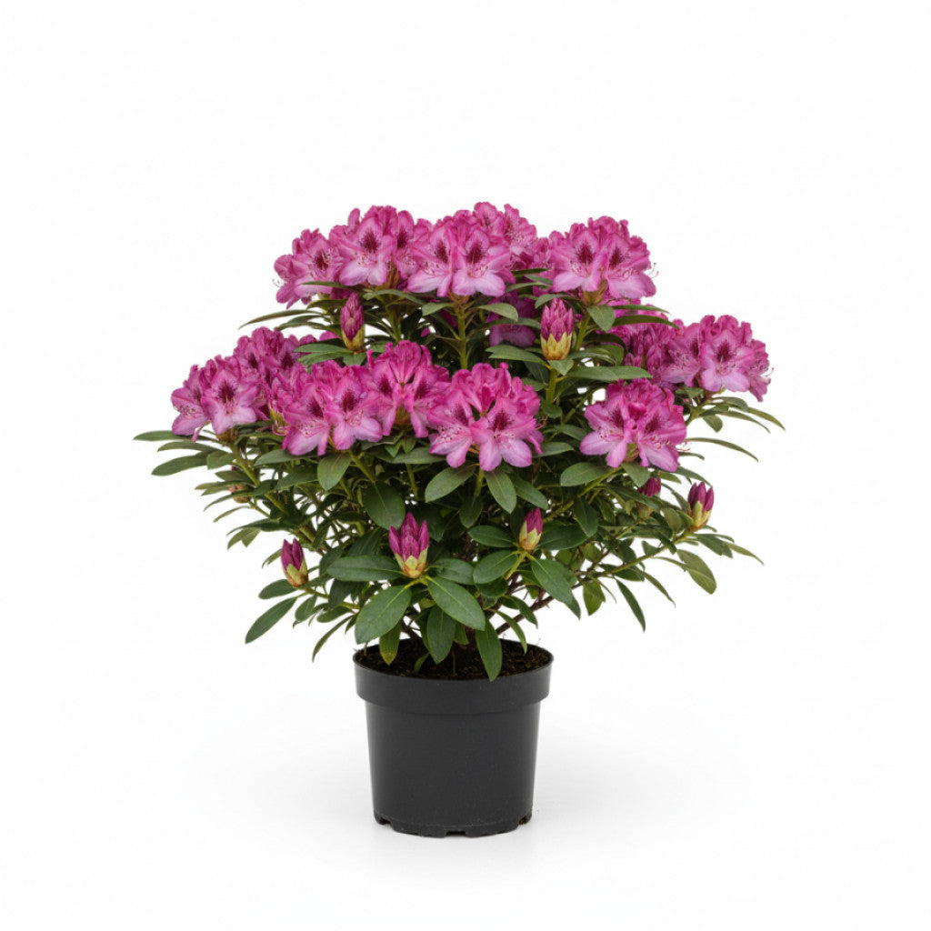 Rhododendron – Rhododendron (AR); &