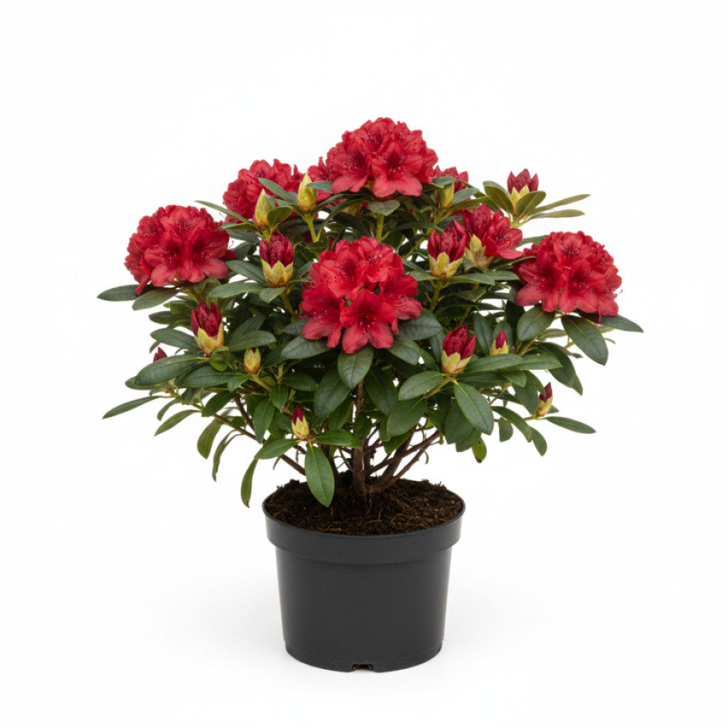 Rhododendron – Rhododendron &