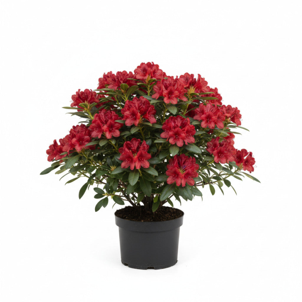 Rhododendron – Rhododendron &
